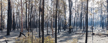 Aftermath Of A Bush Fire At Barden Ridge
