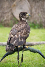 Young Bald Eagle