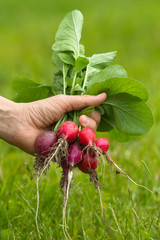 Wall Mural - hand holding a bunch of fresh radishes in the garden