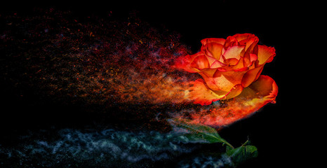 Wall Mural - Rose like a Sandstorm	