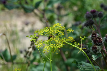 macro field insects on flowers