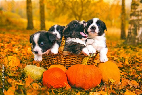 welsh-corgi-pembroke-szczenieta-psy-z