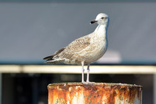 Juvenile European 'Larus Argentatus' Herring Gull Standing On Rusty Pole