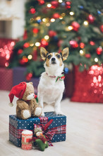 Funny Pet Dog Jack Russell Terrier Standing With Paws On Blue Christmas Gift Box With Teddy Bear Near Xmas Tree With Red And Blue Toys Waiting Holiday Eve