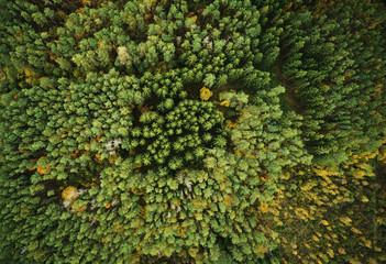 Wall Mural - autumn green pine forest