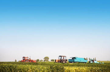 Agricultural machines in a soy field in a bright sunny summer day.