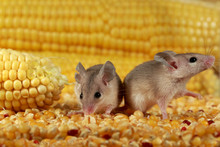 Closeup Two Curious Young Gray Mouse Lurk Near The Corn In The Warehouse. Concept Of Rodent Control.