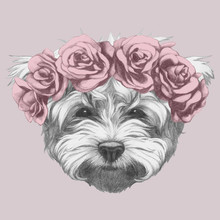 Portrait Of Maltese With Floral Head Wreath. Hand-drawn Illustration Of Dog. Vector Isolated Elements.