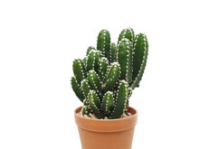 Fairy Castle  Is Cactus Plants In Small Pot Isolated On White Background.ornamental And Easy To Grow. A Plant That Has Thorns And Is Highly Resistant To Drought.Cereus Sp,C.repandus