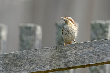 Poster - Wendehals (Jynx torquilla) - Eurasian wryneck