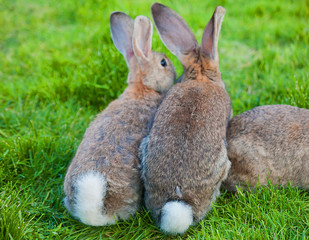 two bunny sitting in green grass