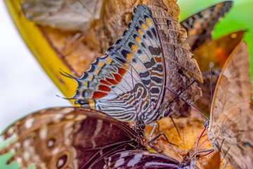 Wall Mural - Various butterflies feed in the Butterfly House