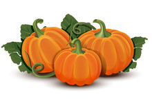 Pumpkins With Leaves Isolated On White Background