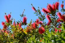 Red Callistemon Flowers And Green Plants In A Sunny Day