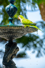 Little Green Parrot Sits On Fountain And Drinks Water