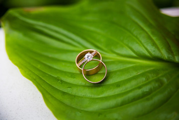 Beautiful wedding rings on a green leaf