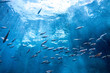 Leinwandbild Motiv 海中の魚群