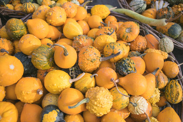 Poster - group of pumpkin squash displayed