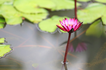 Canvas Print - Beautiful pink Lotus flower in pond, Close-up Water lily and leaf in nature.