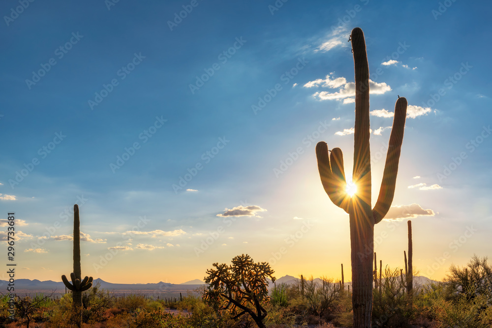 Silhouette at Saguaro cactus at Sunset in Sonoran desert in Phoenix, Arizona, USA - obrazy, fototapety, plakaty 