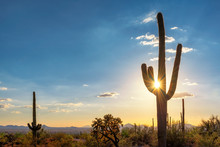 Silhouette At Saguaro Cactus At Sunset In Sonoran Desert In Phoenix, Arizona, USA