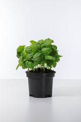 fresh green basil growing in flowerpot isolated on white