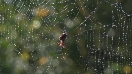 Morning dew, silence, peace, bliss.The spider set an ambush.Spider web and spider.The process of catching insects in spider webs.Light bokeh.The movement of the spider.Shadow and light.Forest.