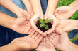 © Viktoriia - Volunteering. Young people volunteers outdoors together hands top view close-up holding tree seedling