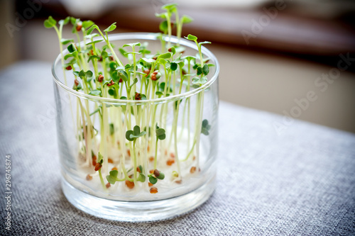 かいわれ大根 屋内栽培 Stock Photo Adobe Stock かいわれ大根 屋内栽培 Stock Photo Adobe Stock