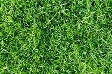 Green Grass Texture For Background. Green Lawn Pattern And Texture Background. Close-up.