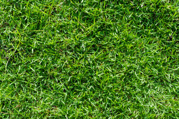 Green grass texture for background. Green lawn pattern and texture background. Close-up.