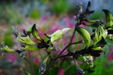 View of a Black Kangaroo Paw flower (Macropidia fuliginosa) in Australia