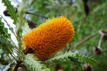 Yellow Flower Spike Of The Banksia Plant, A Coastal Tree In Australia