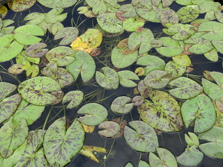 lotus leaf on water in the pond