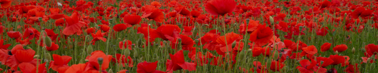 Wall Mural - Red Poppies in Flanders Fields symbol for remembrance Day WW1 - For textured soft backdrops.