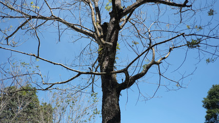 tree and sky