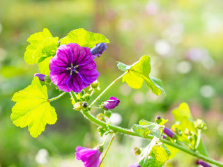 Poster - French hollyhock, Malva sylvestris subsp. mauritiana, blooming