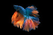 © NITIKAN T. - Beautiful colors'Halfmoon Betta' capture the moving moment beautiful of siam betta fish in thailand on black backgroun
