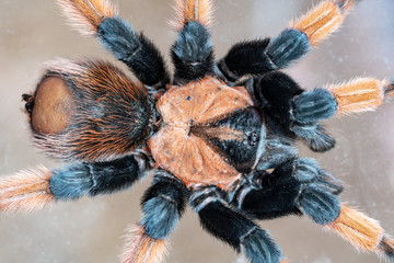 hairy tarantula spider on a light background