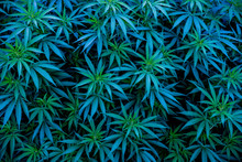 Blue Cannabis Strains Background Marijuana Blue Dream