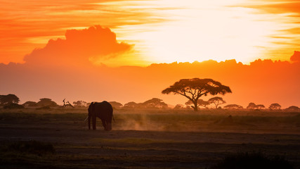 Wall Mural - Lone elephant walking through Amboseli at sunset