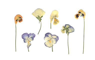 Pressed and dried meadow flowers. Scanned image. Vintage herbarium. Composition of the white, orange and blue flowers on a white background.