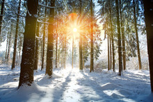 Sun Light In The Winter Forest With White Fresh Snow And Pine Trees.