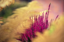 Common Heather, Calluna Vulgaris, In Full Bloom, Purple Flowers Among Ostrich Fern Leaves