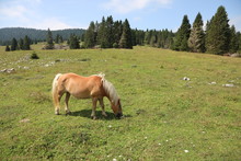 Brown Horse Grazing In The Mountain