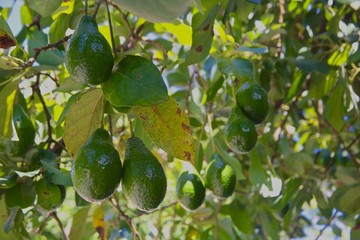 dramatic green ripe avocados on a tree in a plantation in dominican republic