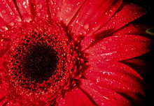 Closeup Of Red Gerbera Daisy.