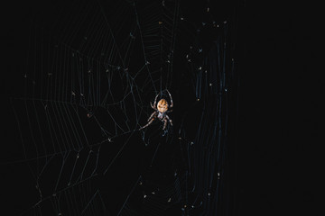The spider sits in the web at night. Dark background big brown spider on the web. Araneus is a genus of common orb-weaving spiders. European garden spider.