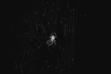 the spider sits in the web at night. dark background big brown spider on the web. araneus is a genus