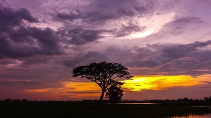 Wall Mural - time lapse dramatic golden light sunset. silhouetted trees against bonfire-red and sunflame-golden s